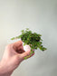 Pilea depressa 'Sao Paulo' 2.5"