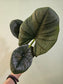 Alocasia 'Reginae' 4"