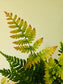 Dryopteris erythrosora "Autumn Fern" 3.5"