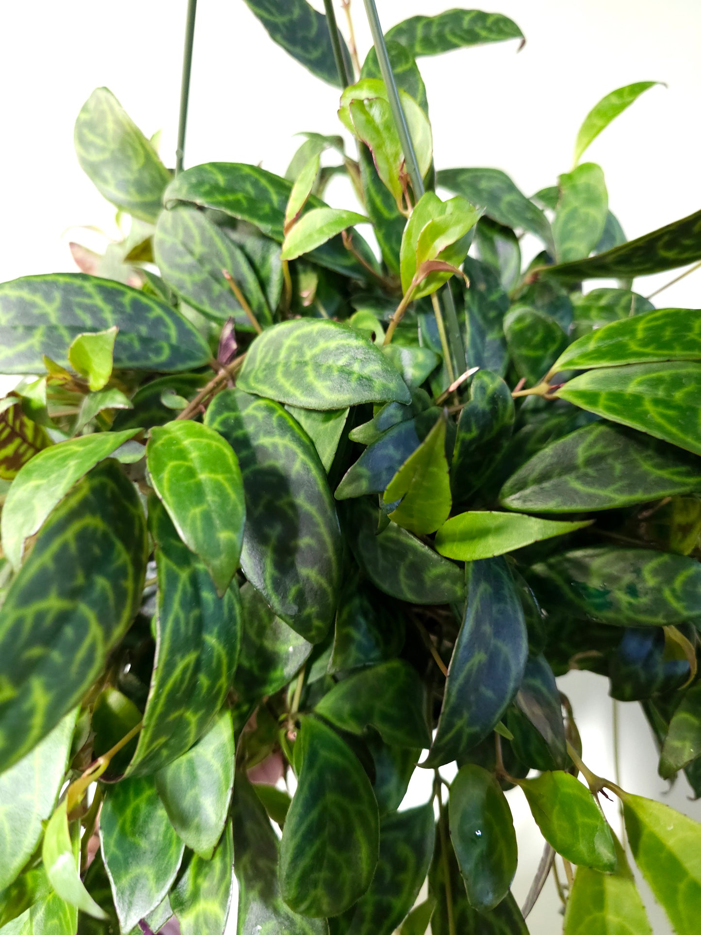 Aeschynanthus marmoratus "Black Pagoda Lipstick/Zebra Basket Vine" 6" HB