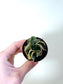 Hoya carnosa compacta Variegated Rope 2"