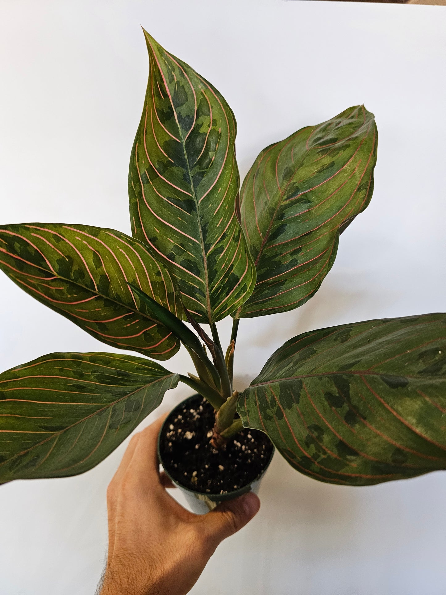 Aglaonema 'Red Army' 4"