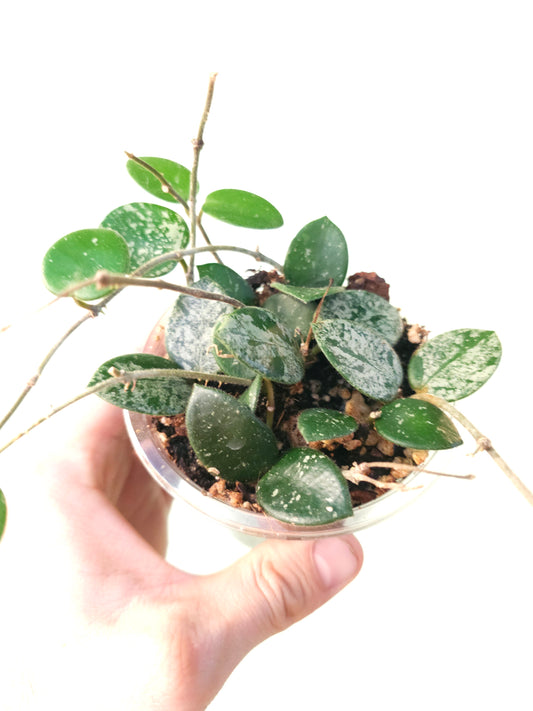 Hoya 'Mathilde' 4"