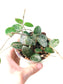 Hoya 'Mathilde' 4"