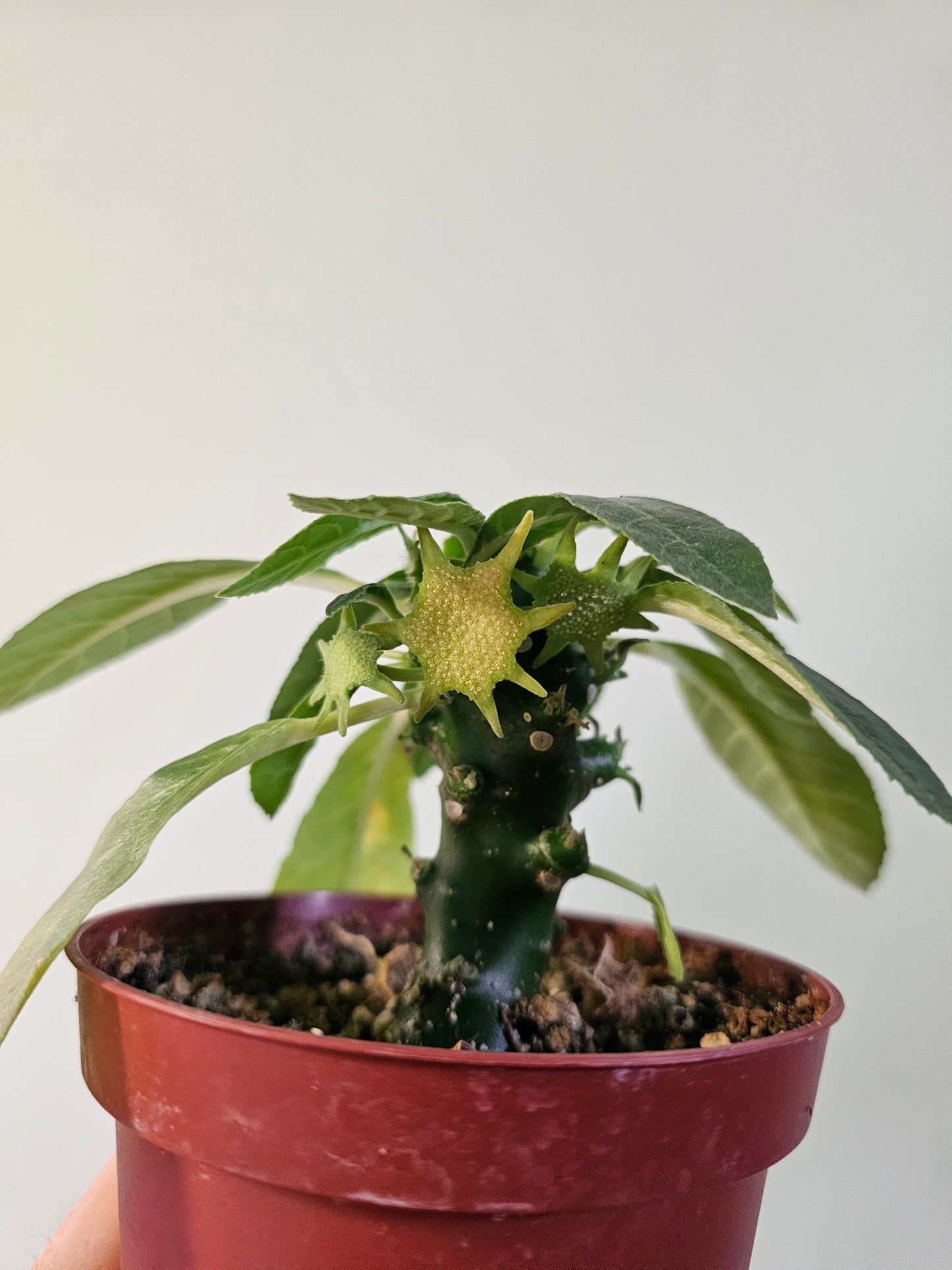 Dorstenia Foetida ssp. 4"