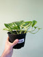 Epipremnum aureum 'Marble Queen' 6" (Pothos)