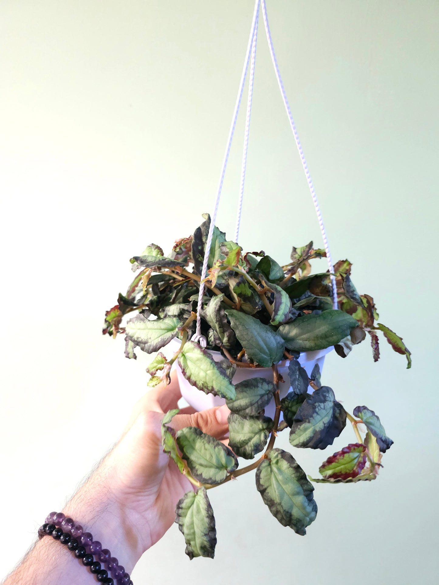 Pellionia repens "Rainbow Jungle Vine" 6" HB