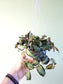 Pellionia repens "Rainbow Jungle Vine" 6" HB