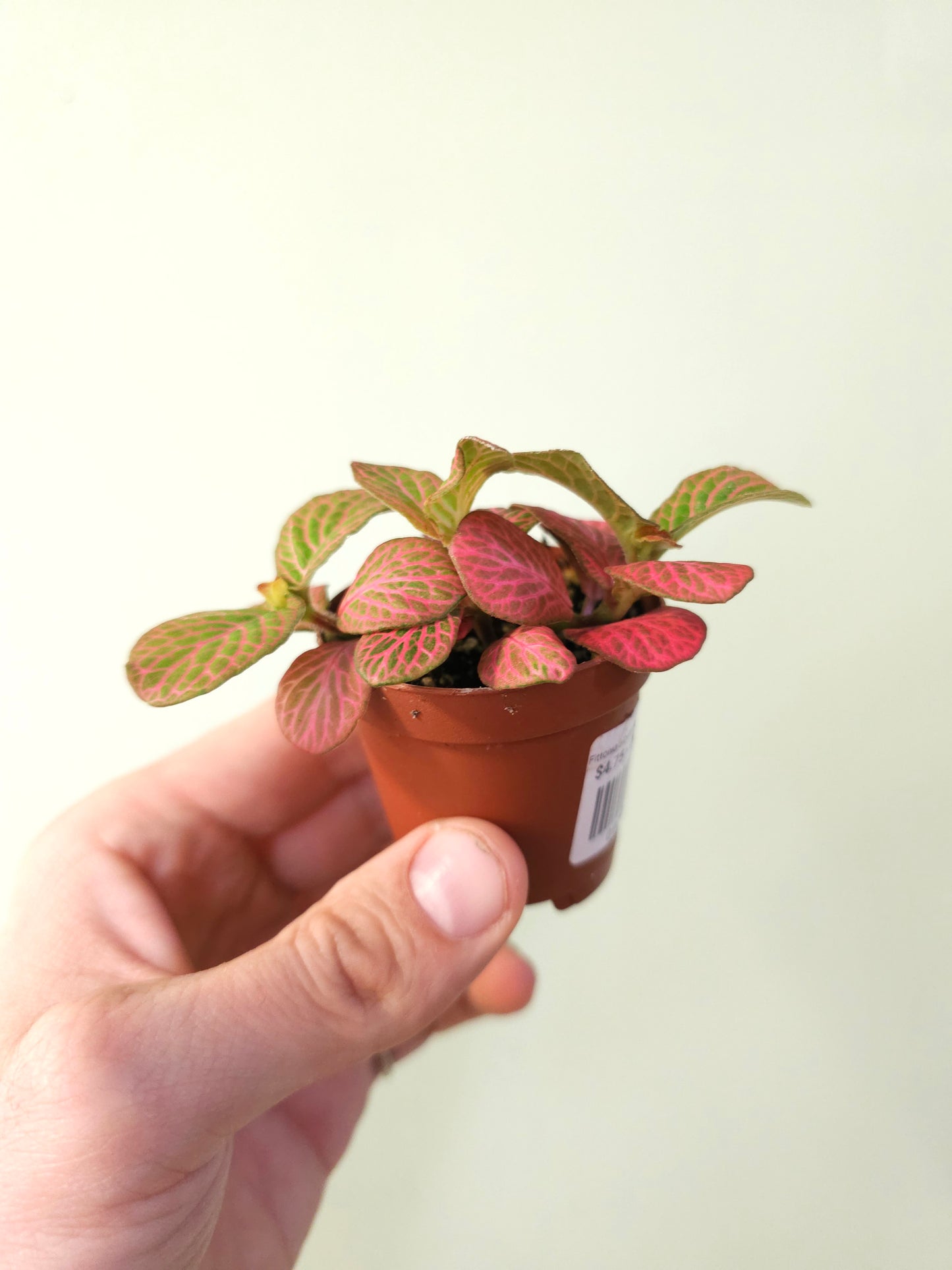 Fittonia albivenis 'Strawberry Blossom' Nerve Plant 2"