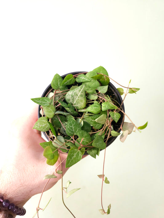 Ceropegia woodii 'String of Arrows' 4" (Spades)