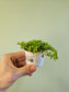 Pilea depressa 'Tiny Tears' 2.5"