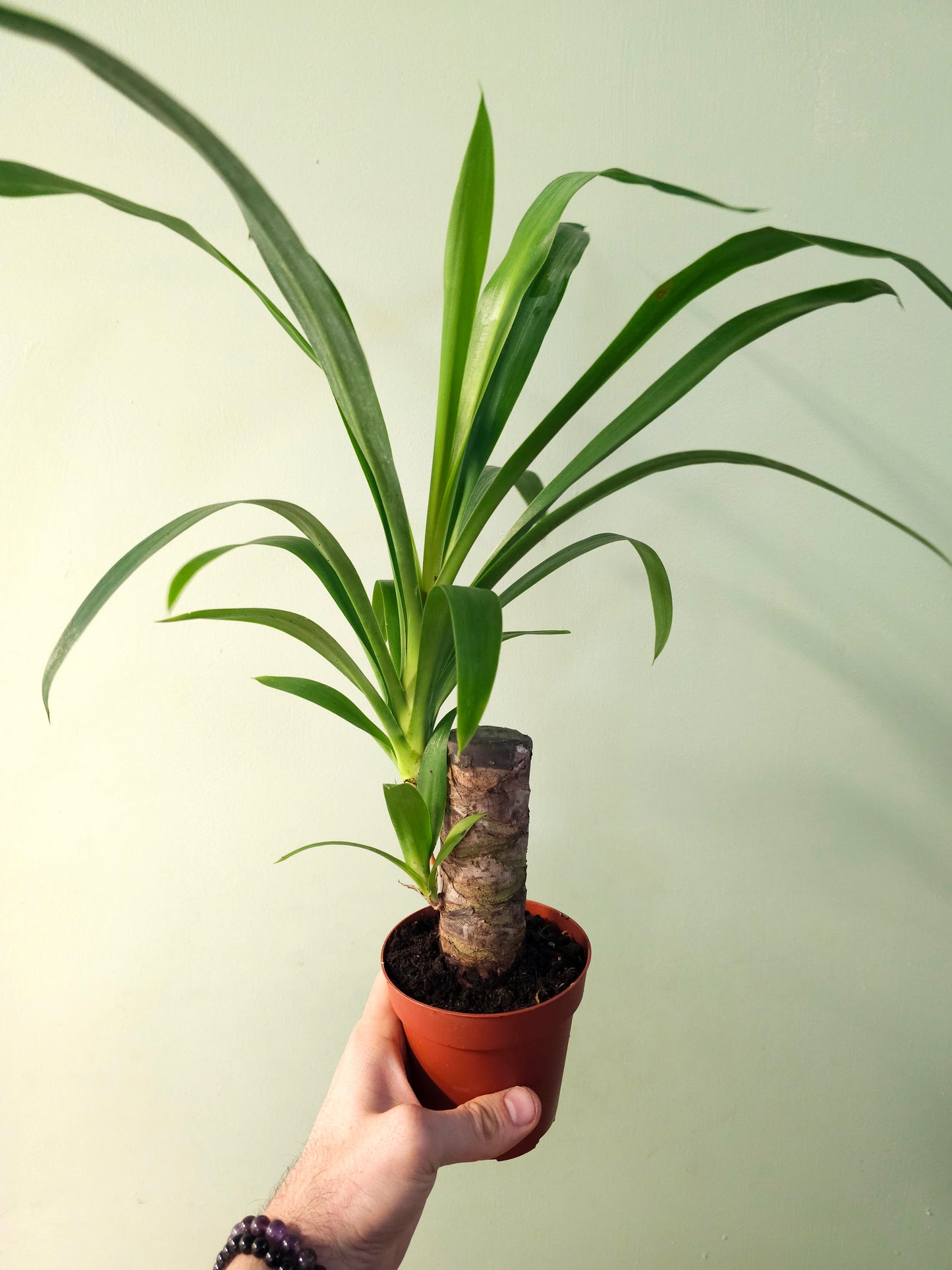 Yucca gigantea 4"