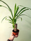 Yucca gigantea 4"