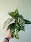 Aphelandra squarrosa 'Dania' 6"