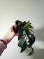 Aeschynanthus marmoratus "Black Pagoda Lipstick/Zebra Basket Vine" 4"