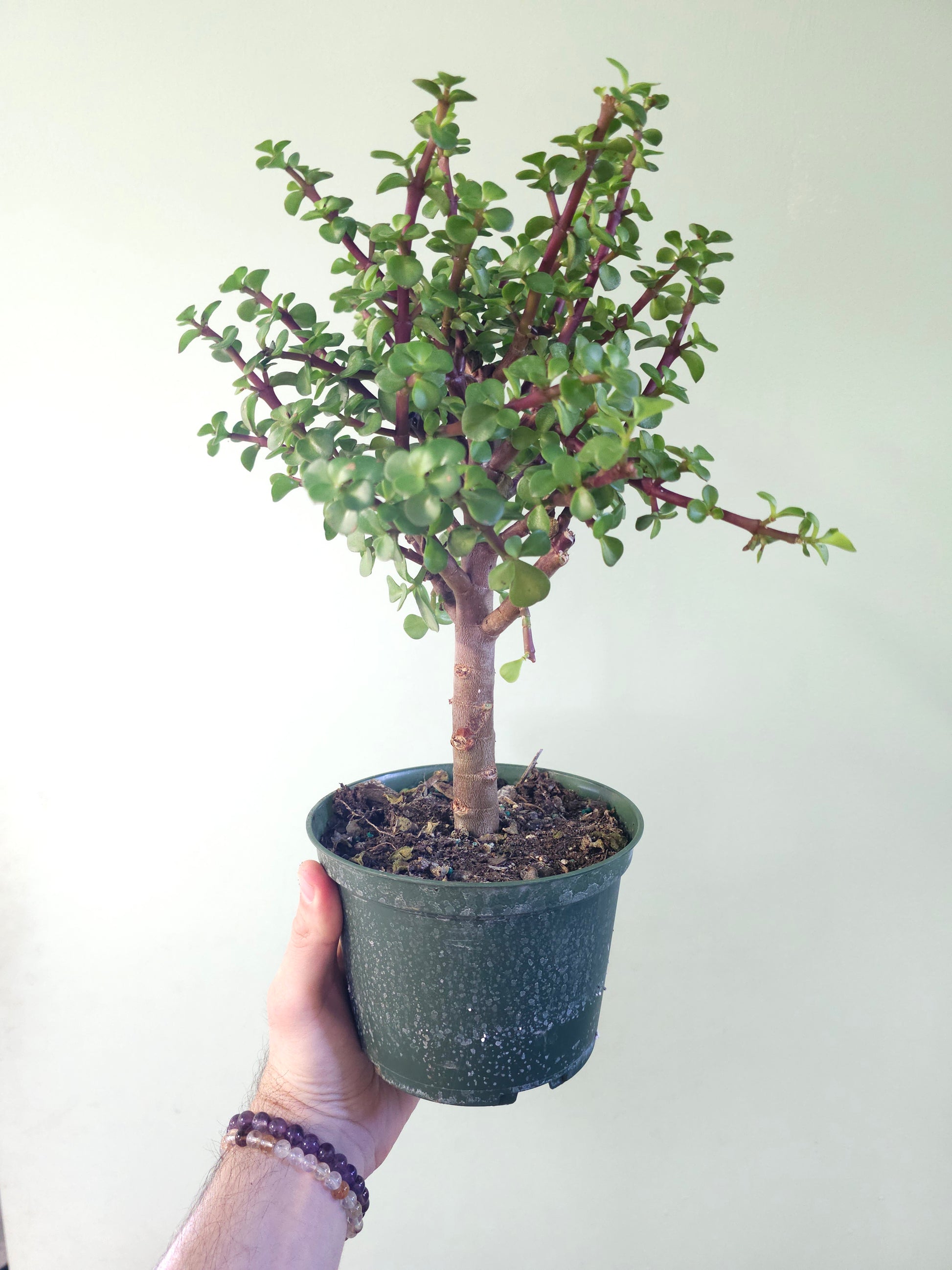 Portulacaria afra 