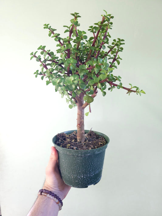 Portulacaria afra "Jade Bonsai" 6"