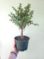 Portulacaria afra "Jade Bonsai" 6"