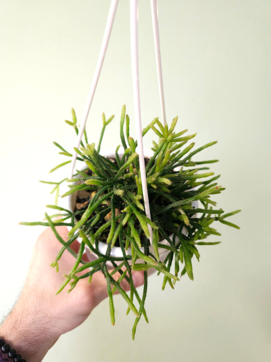 Rhipsalis ewaldiana 4.5" HB