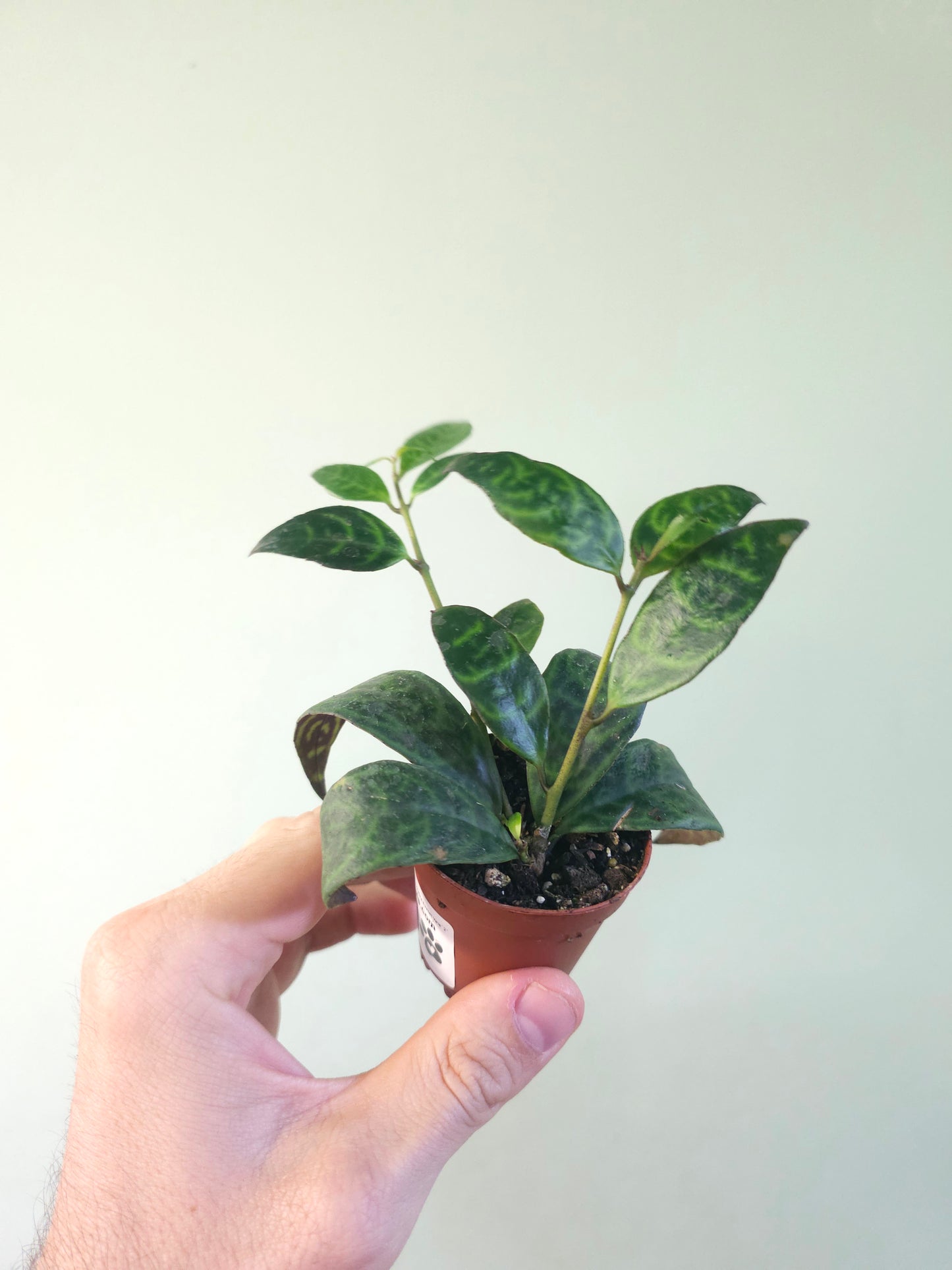 Aeschynanthus marmoratus "Black Pagoda Lipstick/Zebra Basket Vine" 2"