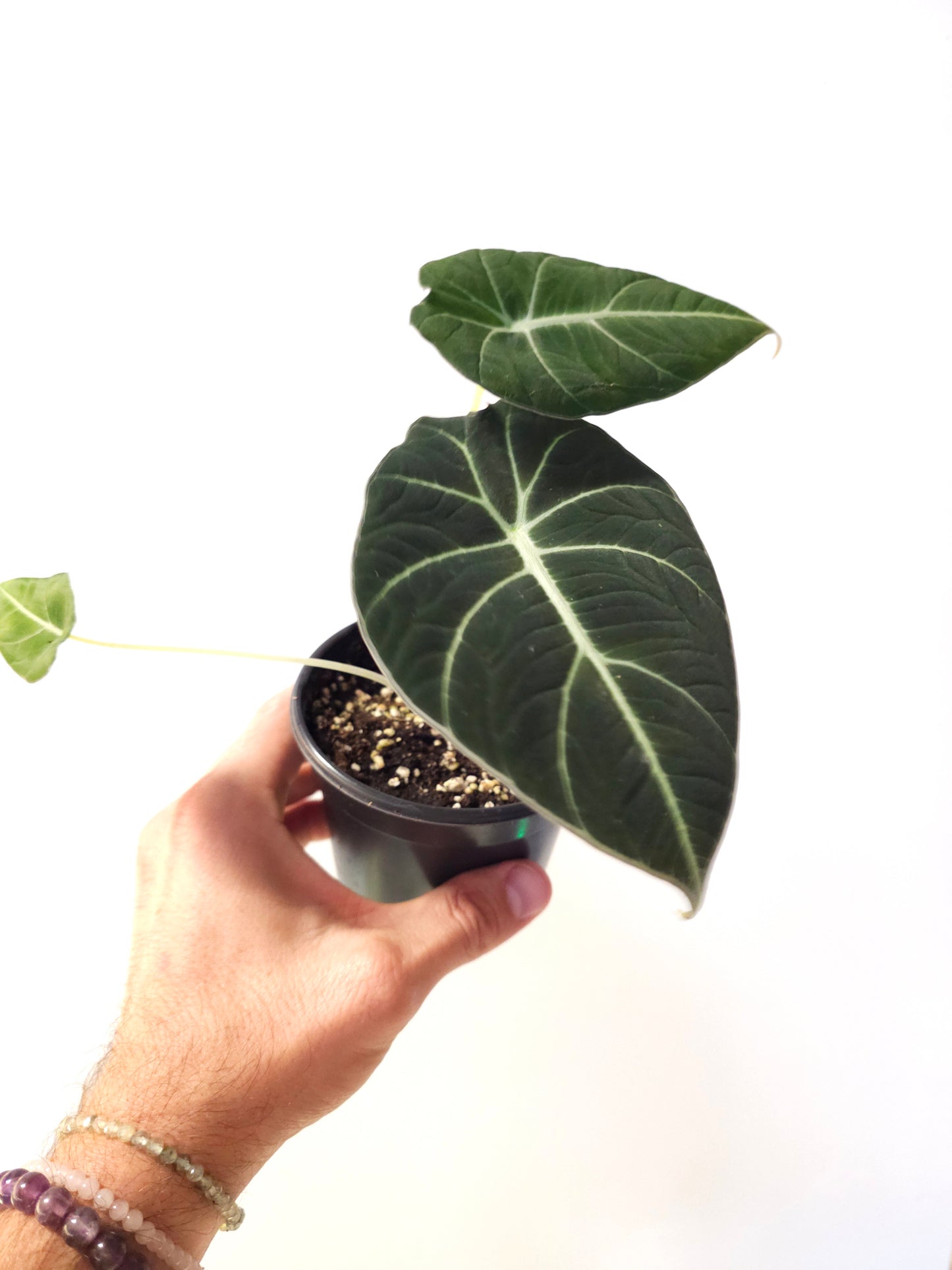 Alocasia 'Black Velvet' 4"