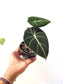 Alocasia 'Black Velvet' 4"