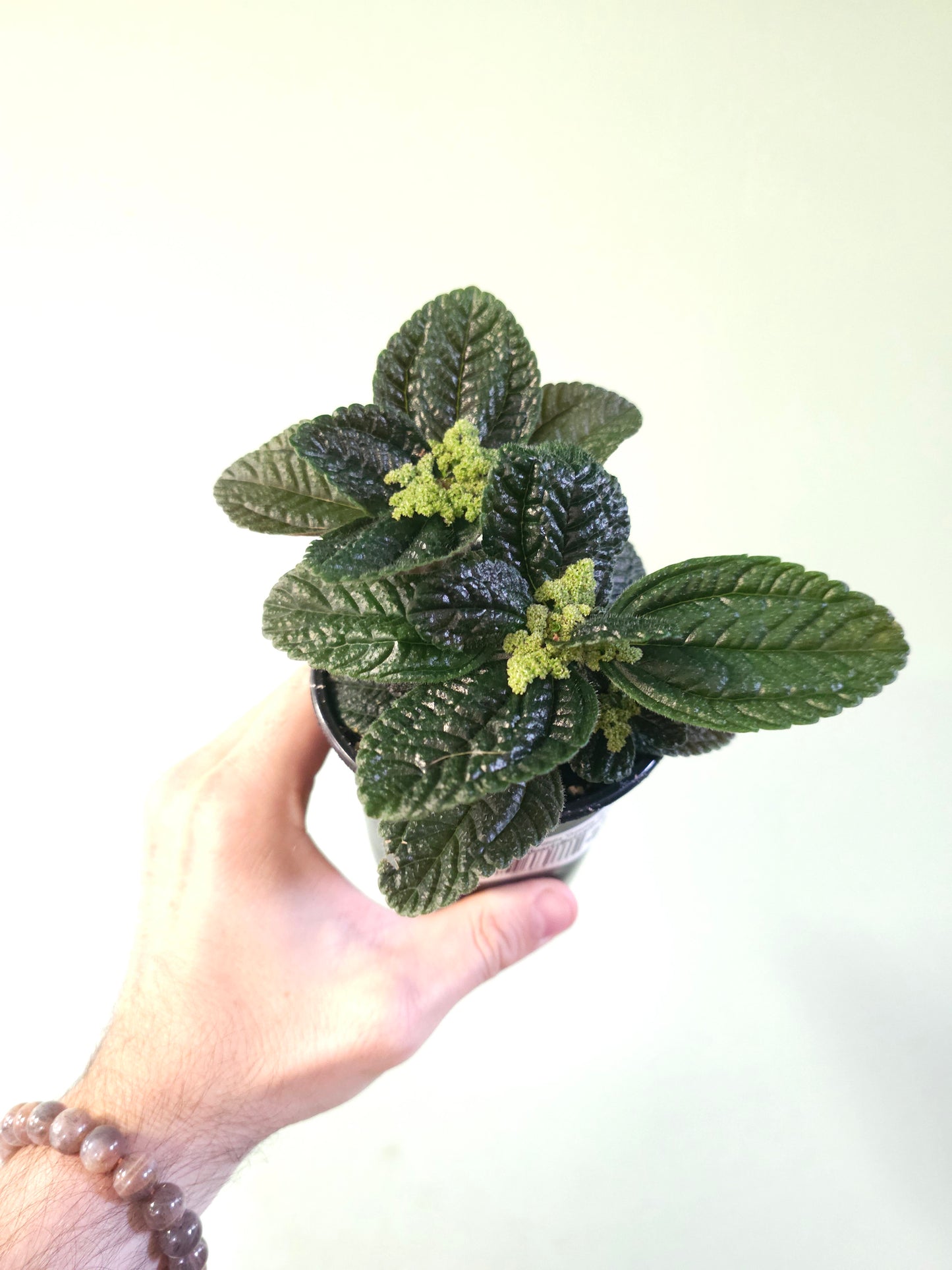 Pilea nummulariifolia "Creeping Charlie" 4"