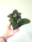 Pilea nummulariifolia "Creeping Charlie" 4"