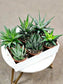 SAAM Auction - Haworthia Collector's Starter Pack