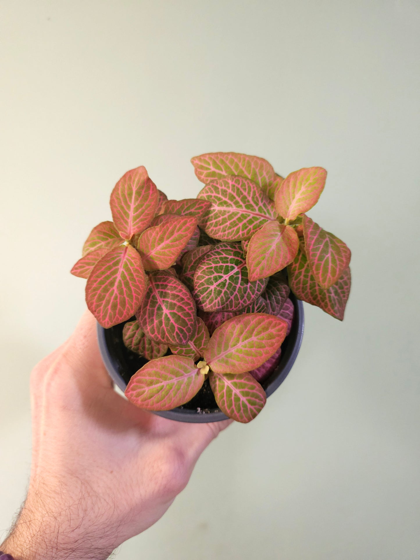 Fittonia albivenis 'Strawberry Blossom' Nerve Plant 4"