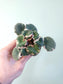Saxifraga stolonifera Variegated "Tricolor Strawberry Begonia" 2"