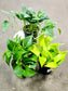 SAAM Auction - Pothos 3 Pack