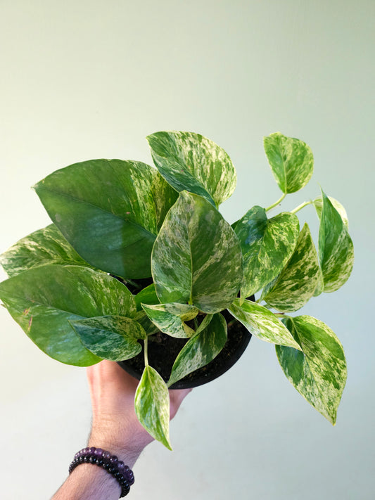 Epipremnum aureum 'Marble Queen' 6" (Pothos)