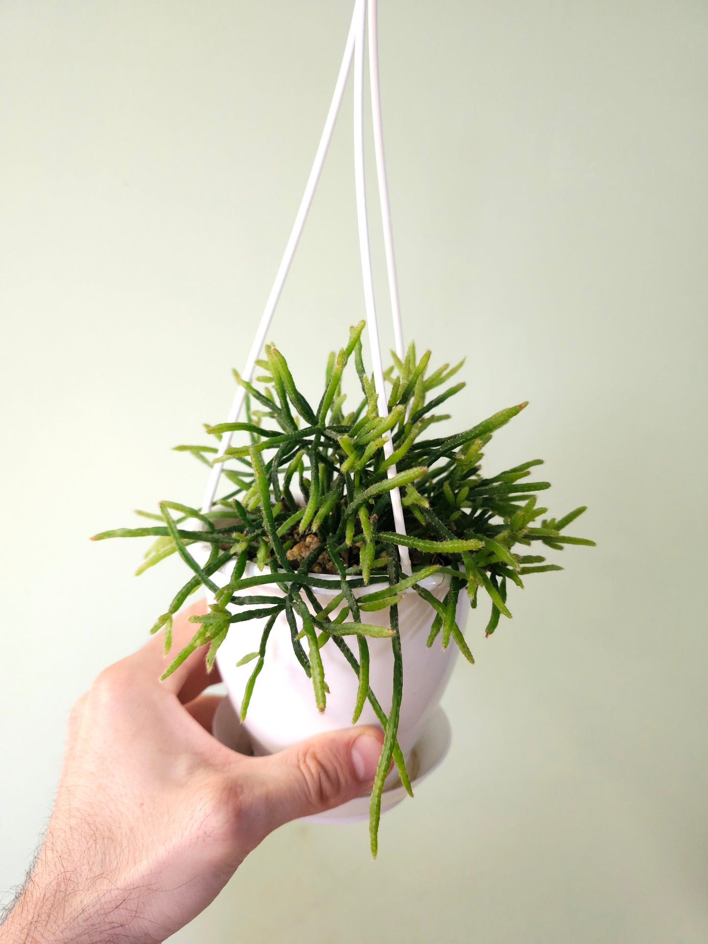 Rhipsalis ewaldiana 4.5" HB