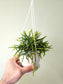 Rhipsalis ewaldiana 4.5" HB