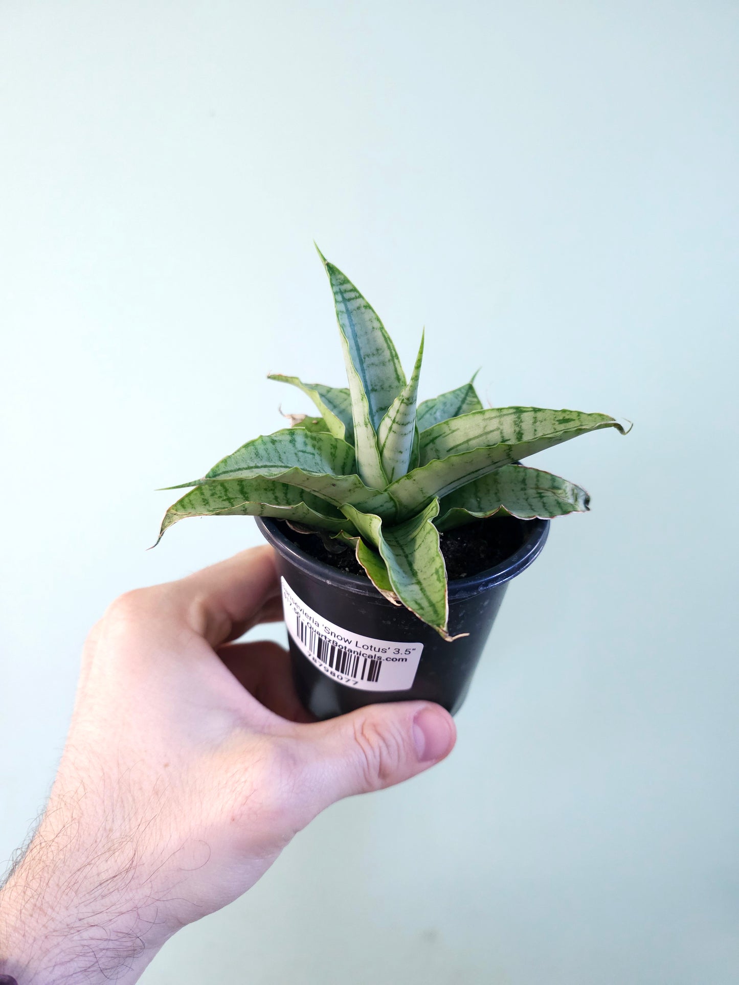 Sansevieria 'Snow Lotus' 3.5"