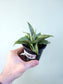 Sansevieria 'Snow Lotus' 3.5"