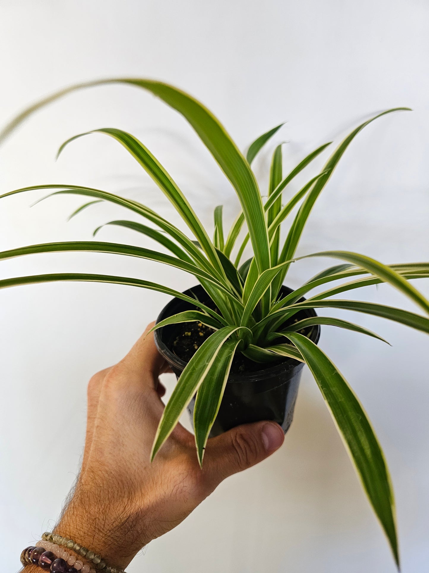 Chlorophytum comosum 'Irish' Variegated Spider Plant 4"