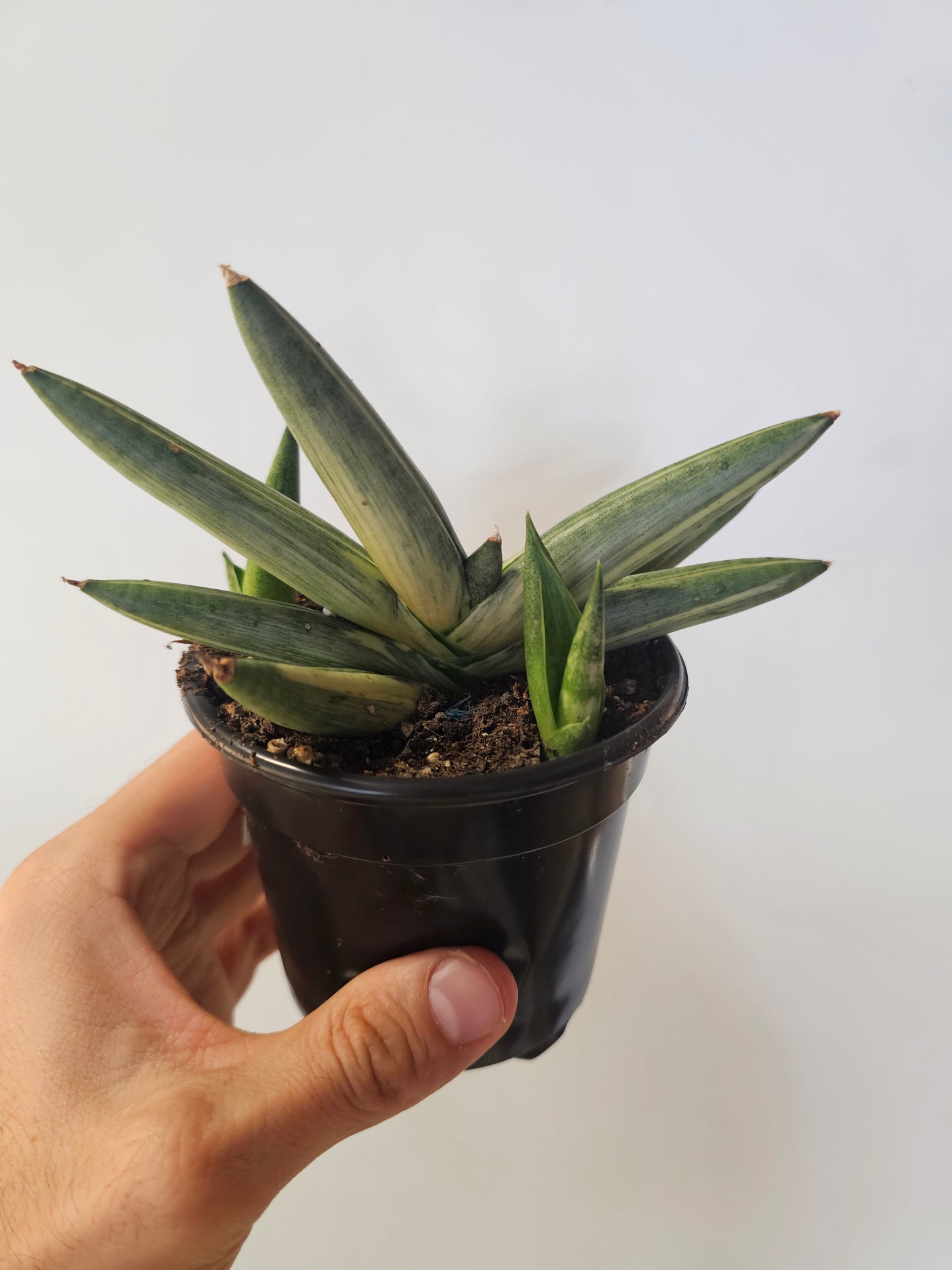 Sansevieria cylindrica var. patula ‘Boncel Variegata’ "Starfish Snake Plant" 4"