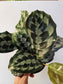 Calathea "Helen Kennedy' 6"