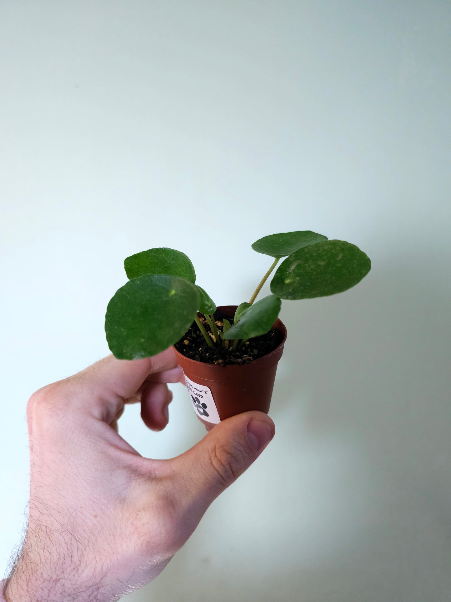 Pilea peperomioides "Money plant/UFO Plant" 2"