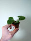 Pilea peperomioides "Money plant/UFO Plant" 2"