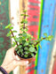 Portulacaria afra "Elephant Bush" 4"