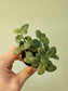 Fittonia albivenis 'White Angel' 2"