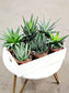 SAAM Auction - Haworthia Collector's Starter Pack