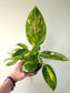 Philodendron Green Congo 'Nuclear' 4"