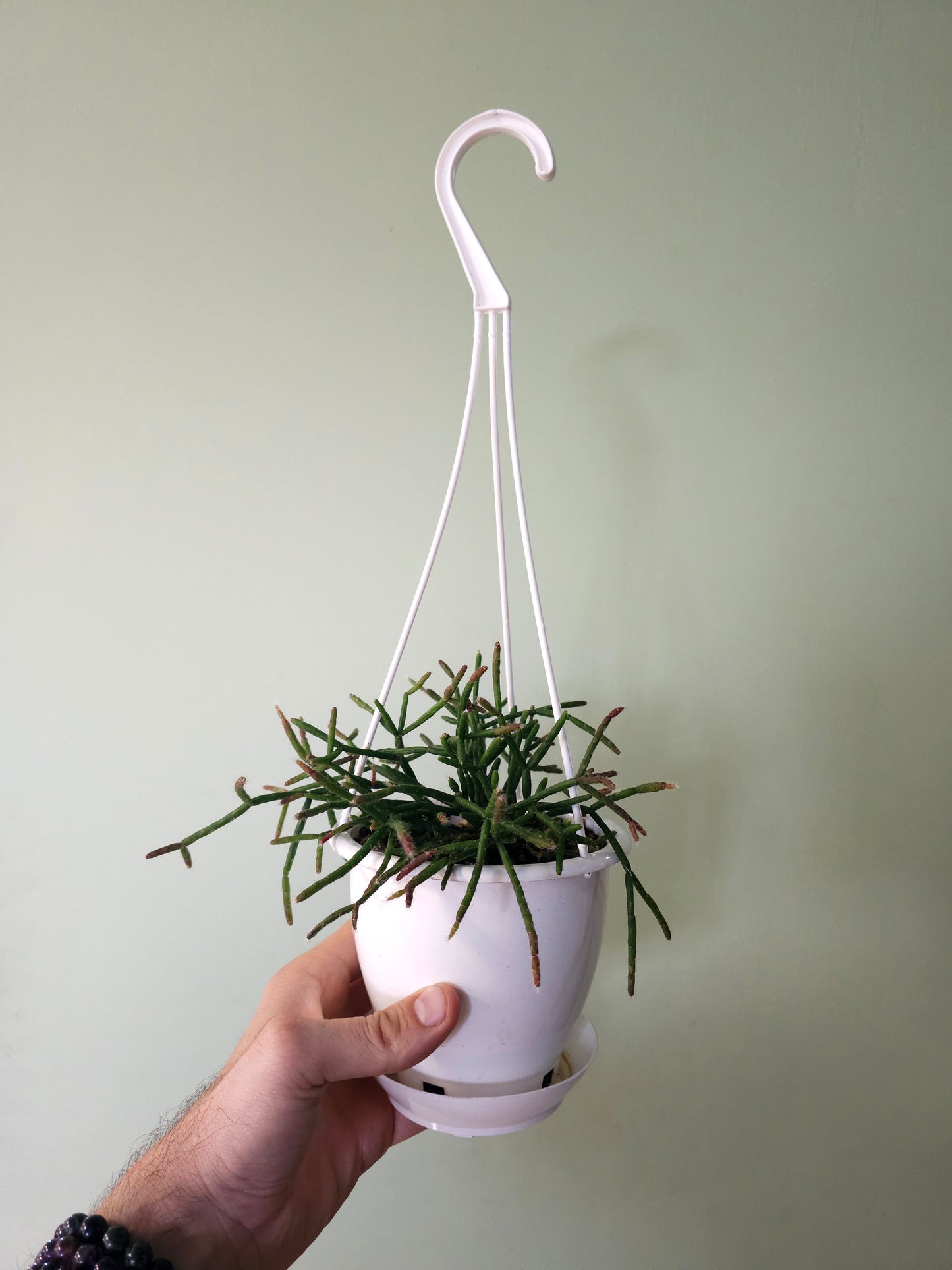 Rhipsalis burchellii 4.5" HB