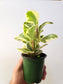 Peperomia obtusifolia 'Citrus Twist' 3.5"