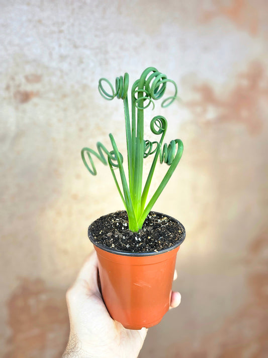 Albuca spiralis "Frizzle Sizzle" 4"