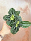 Pilea nummulariifolia "Creeping Charlie" 4"